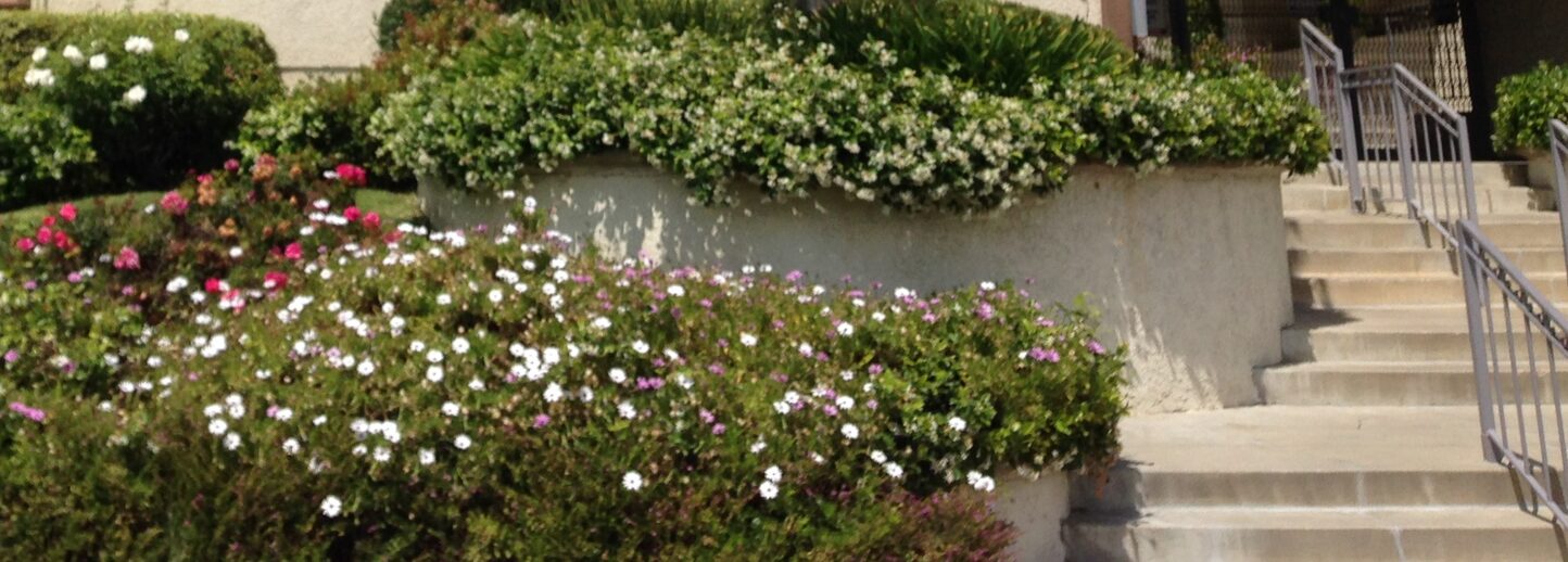 A flowering garden at a Northridge apartment building.